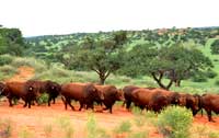 Bonsmara Stud bulls on their way to the watering point