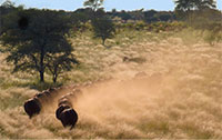 Bonsmara Bulls early morning in the veld