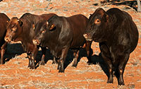 Very drought resistant bulls!