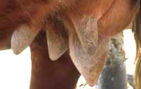 Poor udder with unfavourable teat anatomy