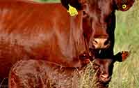 Bonsmara Cow and Calf