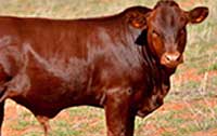 Young Bonsmara bull calf in good condition