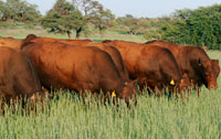 Our auction bulls (2014) feeding on veld