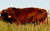 Bulls in Bonsmara Stud breeding program