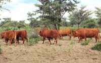 Group of females in the veld