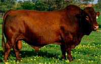HJS 03 - 0016 - one of our stud bulls