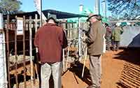Botswana guests at bull auction pens